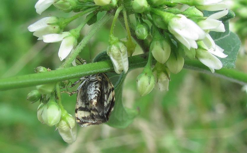 Emmelia trabealis?
